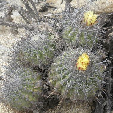 copiapoa marginata